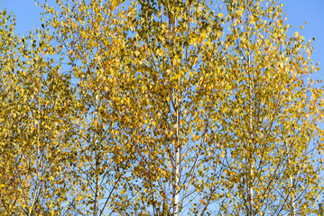 fall birch trees on  blue sky selective focus
