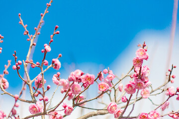 ピンク色の梅の花	
