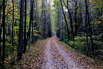 Obraz premium Great Allegheny Passage, path in the woods, Alleghenies 