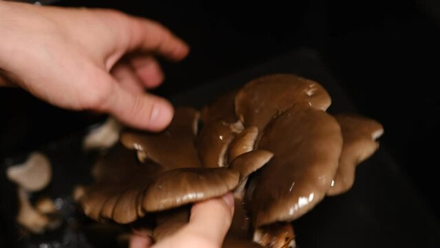 Oyster mushrooms dividing by hands on a dark background. Perfect bunch of oyster mushroom. Source of beta glucan