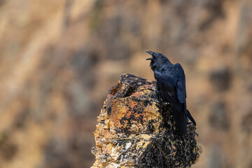Common Raven Screams into a Yellowstone River Canyon