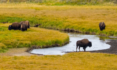 American Bison Strolling by a Creek and Grassy Field in Yellowstone National Park