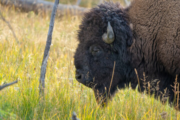 American Bison Strolling by a Creek and Grassy Field in Yellowstone National Park