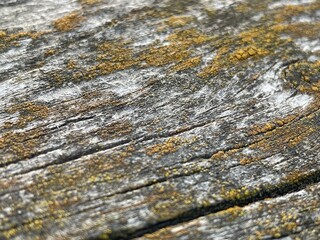 wood texture