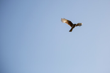 Águila en vuelo