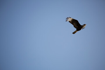 &Aacute;guila en vuelo