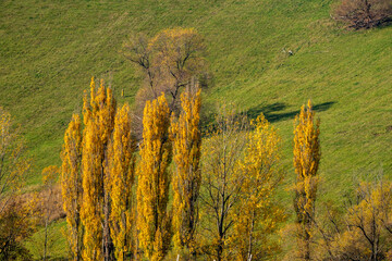 autumn landscape with trees