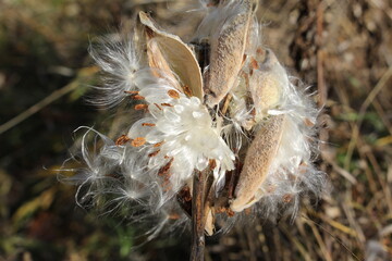 Close Up of Milkweed Pods Opening and Releasing Seed