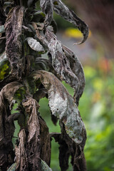 autumn brown rotten leaves vertical