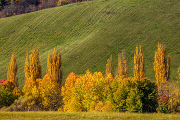 autumn landscape with trees