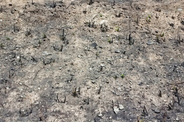 A portion of the mountain burned