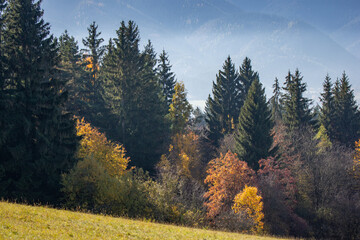 autumn forest in the morning