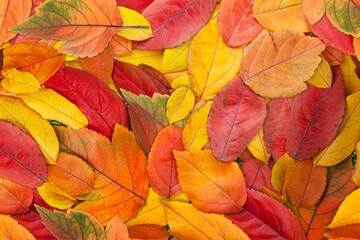 Many colorful dry autumn leaves in park