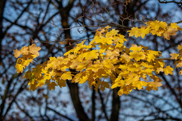yellow autumn leaves