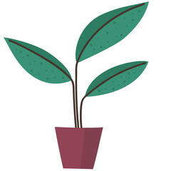 Ficus in a pot. A houseplant.