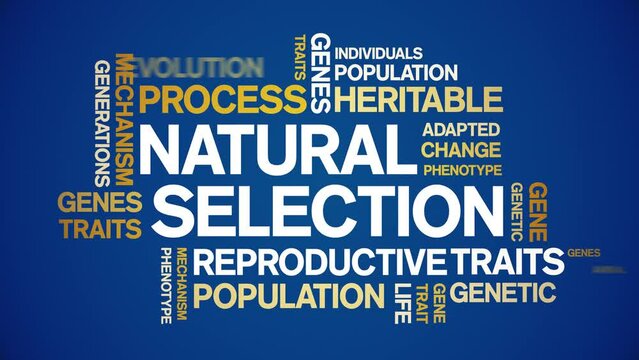 Natural Selection animated tag word cloud;text design animation kinetic typography seamless loop.