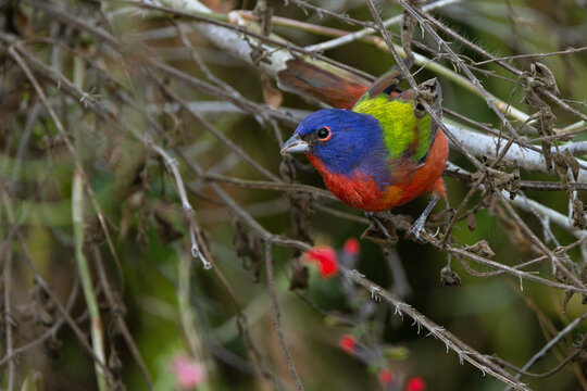 A colorful painted bunting (Passerina ciris) shows off its rainbow plumage in Sarasota, Florida.