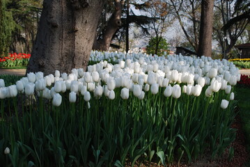 Obraz premium Tulip festival. Colorful red, purple, yellow, pink and black tulips in the Emirgan grove by the Bosphorus. Istanbul
