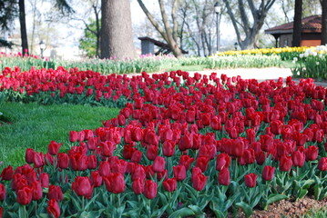 Tulip festival. Colorful red, purple, yellow, pink and black tulips in the Emirgan grove by the Bosphorus. Istanbul