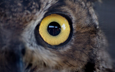 macro al ojo de tucuquere (Bubo magellanicus) 