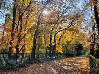 Fototapeta premium autumn in the park