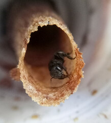 Stingless Bee Worker Guarding at Entrance Hive