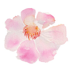 watercolor flower painting pink cosmos