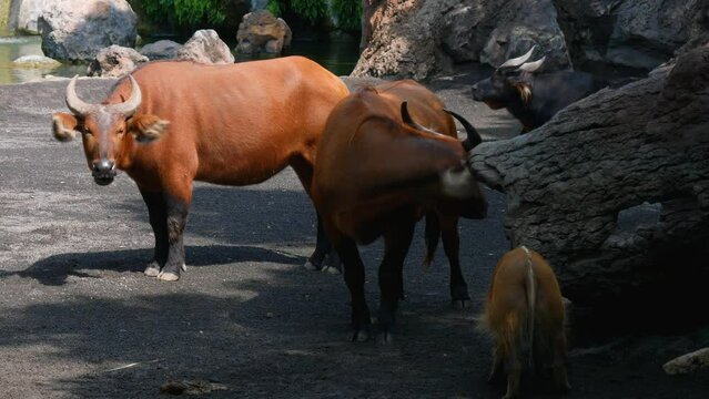 African buffalo, cape buffalo, syncerus caffer, Kruger national park, South Africa.