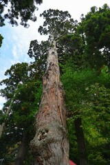 Fototapeta premium Japanese cedar, a natural monument
