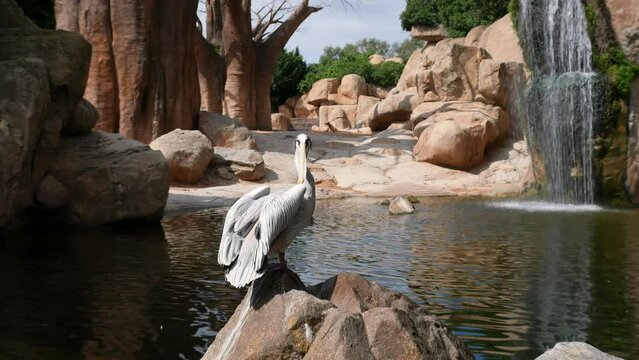 Сouple of curly pelicans standing on the rock in front of beautiful waterfall.
