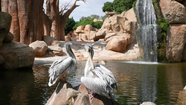 Сouple of curly pelicans standing on the rock in front of beautiful waterfall.