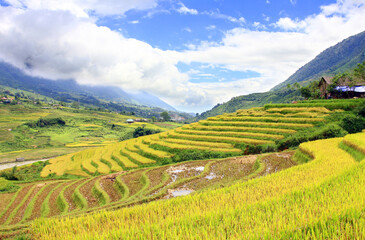 Fototapeta premium Terraced rice field in Sapa, Vietnam. The terraced rice paddy-fields in Sapa are the most beautiful ones in Vietnam