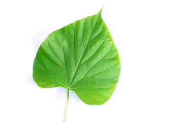 Fototapeta premium Green leaf isolated on white background