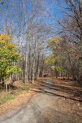 National park forest in autumn
