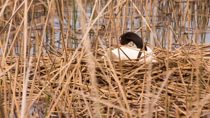 cisne cuello negro (Cygnus melancoryphus)