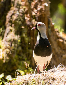 treile, queltehue, (Vanellus chilensis)