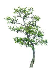 tree on white background
