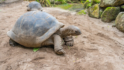 A giant turtle Aldabrachelys gigantea. Close-up. The carapace, scaly paws, claws, neck, head, and eyes are clearly visible. Seychelles