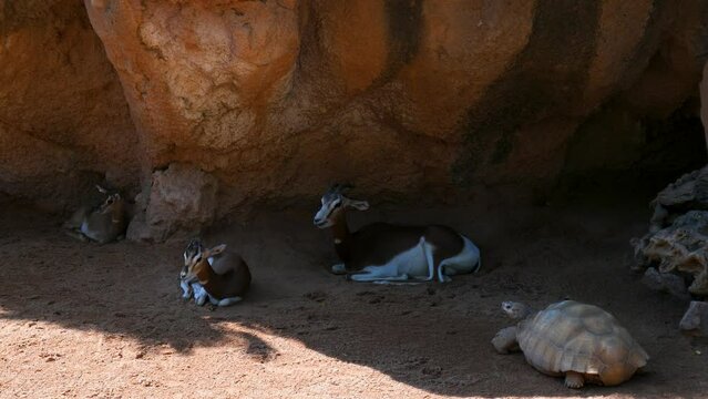 Herd of adult Addax, resting.