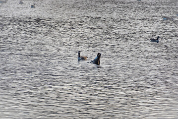 wild ducks in the lake