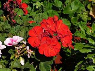 Red flowers of garden or zonal geranium or pelargonium zonale or hortorum
