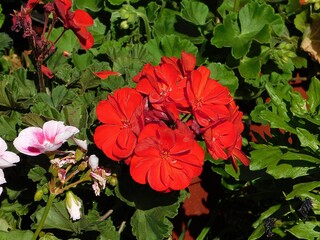 Red flowers of garden or zonal geranium or pelargonium zonale or hortorum