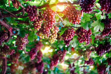 Close-up of bunches of ripe red grape fruit on the vine