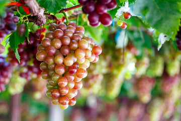 Close-up of bunches of unripe red grape fruit on the vine