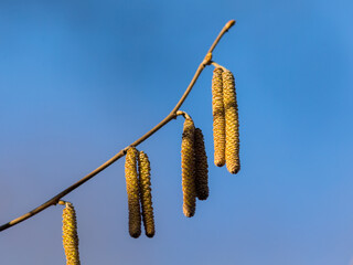 Naklejka premium birch catkins against the sky