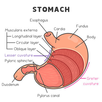 components and layers of the stomach diagram chart in science subject kawaii doodle vector cartoon