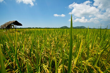 Beautiful Rice Field and Cloudy Blue Sky