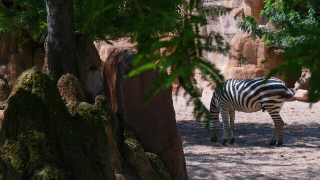 Plains Zebra Close Up, Africa Savannah, South Africa