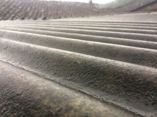 Roof moss will die if it is exposed to sunlight