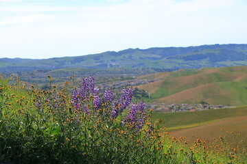 Silver Lupine and Fiddleneck flowers in bloom on the hills near Livermore, California